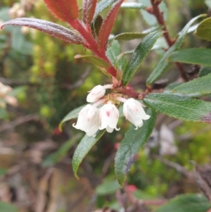 Gaultheria hispida at Wellington Park, TAS - 9 Jan 2023