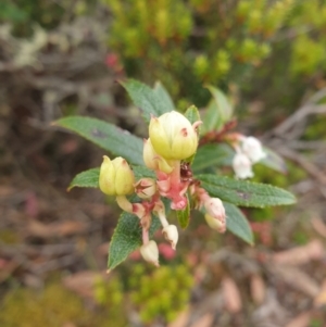 Gaultheria hispida at Wellington Park, TAS - 9 Jan 2023