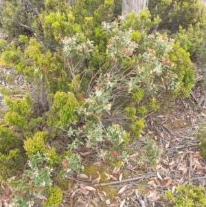 Gaultheria hispida at Wellington Park, TAS - 9 Jan 2023