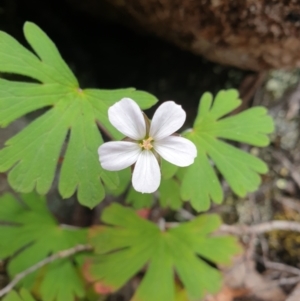 Geranium potentilloides at Wellington Park, TAS - 9 Jan 2023