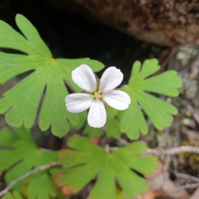 Geranium potentilloides (Soft Crane's-bill) at Wellington Park, TAS - 9 Jan 2023 by Detritivore