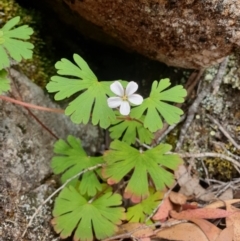 Geranium potentilloides at Wellington Park, TAS - 9 Jan 2023