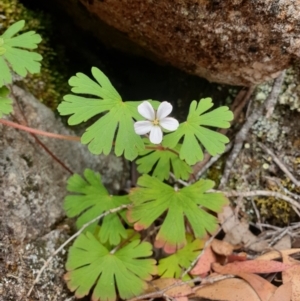 Geranium potentilloides at Wellington Park, TAS - 9 Jan 2023