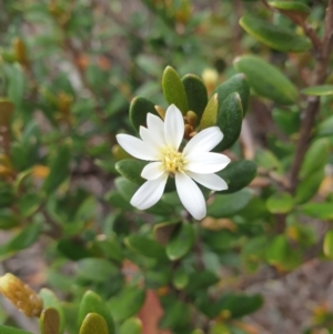 Olearia tasmanica at Wellington Park, TAS - 9 Jan 2023 11:18 AM