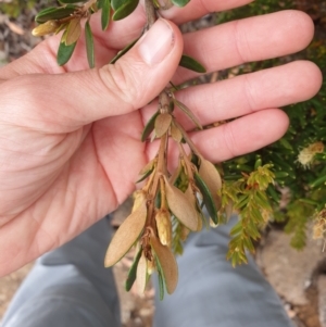 Olearia tasmanica at Wellington Park, TAS - 9 Jan 2023