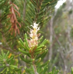 Orites revolutus (Narrow-leaf Orites) at Wellington Park, TAS - 9 Jan 2023 by Detritivore