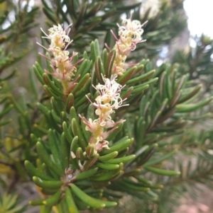 Orites revolutus at Wellington Park, TAS - 9 Jan 2023
