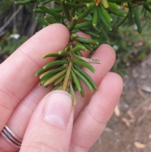 Orites revolutus at Wellington Park, TAS - 9 Jan 2023