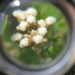 Ozothamnus antennaria at Wellington Park, TAS - 9 Jan 2023 by Detritivore