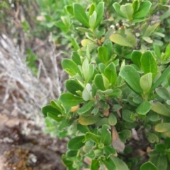 Ozothamnus antennaria at Wellington Park, TAS - 9 Jan 2023 11:45 AM