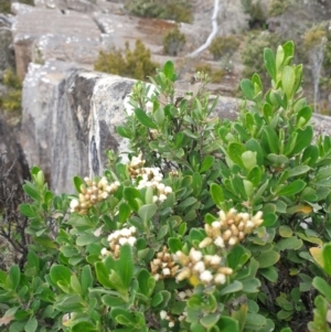 Ozothamnus antennaria at Wellington Park, TAS - 9 Jan 2023 11:45 AM