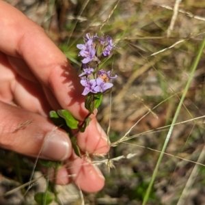 Mentha diemenica at Forde, ACT - 9 Jan 2023