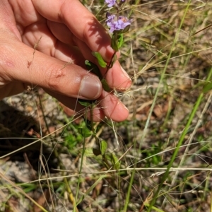 Mentha diemenica at Forde, ACT - 9 Jan 2023