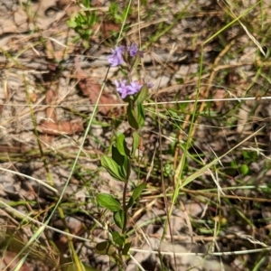 Mentha diemenica at Forde, ACT - 9 Jan 2023