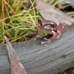 Litoria lesueuri (Lesueur's Tree-frog) at Mongarlowe, NSW - 23 Mar 2021 by arjay