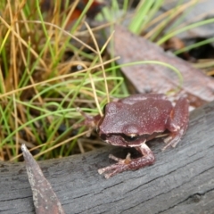 Litoria lesueuri at Mongarlowe, NSW - suppressed