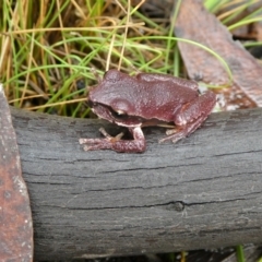 Litoria lesueuri at Mongarlowe, NSW - 23 Mar 2021