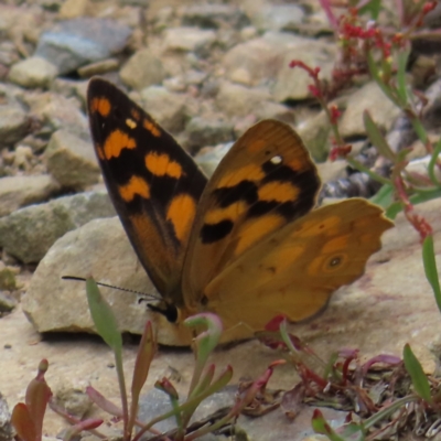 Heteronympha solandri (Solander's Brown) at Namadgi National Park - 8 Jan 2023 by MatthewFrawley