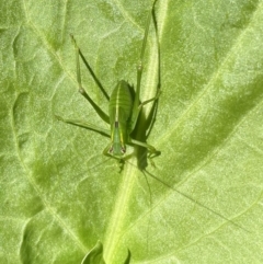 Caedicia simplex (Common Garden Katydid) at Lyneham, ACT - 10 Jan 2023 by HelenWay