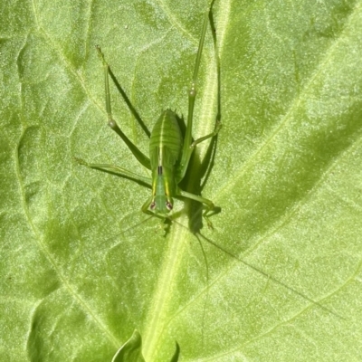 Caedicia simplex (Common Garden Katydid) at Lyneham, ACT - 10 Jan 2023 by HelenWay