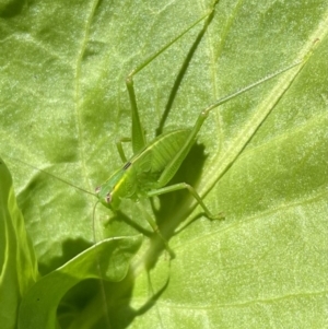 Caedicia simplex at Lyneham, ACT - suppressed