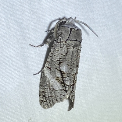 Culama australis (A Wood moth (Cossidae)) at QPRC LGA - 8 Jan 2023 by Steve_Bok