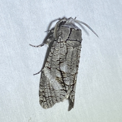 Culama australis (A Wood moth (Cossidae)) at Jerrabomberra, NSW - 8 Jan 2023 by Steve_Bok