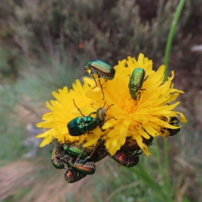 Diphucephala elegans (Green scarab beetle) at Cotter River, ACT - 8 Jan 2023 by MatthewFrawley