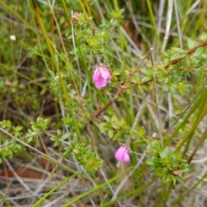 Bauera rubioides at Vincentia, NSW - 7 Jan 2023 03:14 PM