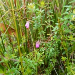 Bauera rubioides at Vincentia, NSW - 7 Jan 2023 03:14 PM