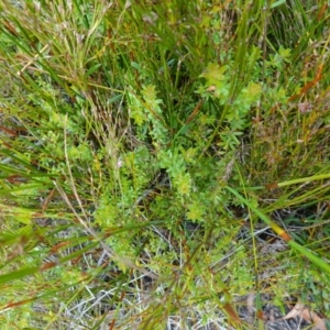 Bauera rubioides at Vincentia, NSW - 7 Jan 2023