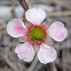 Leptospermum squarrosum (Pink Tea-tree) at Vincentia, NSW - 7 Jan 2023 by RobG1