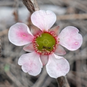 Leptospermum squarrosum at Vincentia, NSW - 7 Jan 2023 03:36 PM