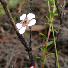 Leptospermum squarrosum at Vincentia, NSW - 7 Jan 2023 03:36 PM