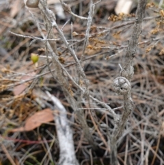 Leptospermum squarrosum at Vincentia, NSW - 7 Jan 2023 03:36 PM