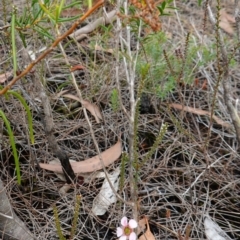 Leptospermum squarrosum at Vincentia, NSW - 7 Jan 2023 03:36 PM