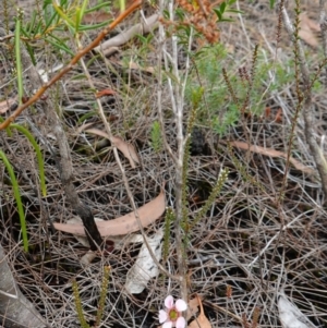 Leptospermum squarrosum at Vincentia, NSW - 7 Jan 2023 03:36 PM