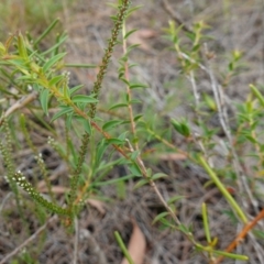 Leptospermum squarrosum at Vincentia, NSW - 7 Jan 2023 03:36 PM