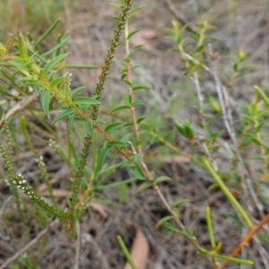 Leptospermum squarrosum at Vincentia, NSW - 7 Jan 2023