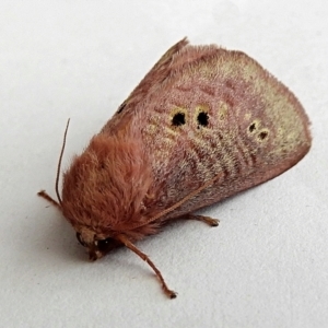 Doratifera quadriguttata and casta at Crooked Corner, NSW - 10 Jan 2023 11:29 AM