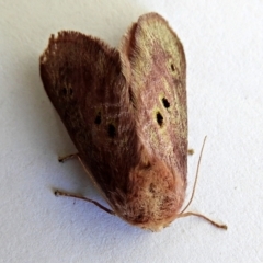 Doratifera quadriguttata and casta at Crooked Corner, NSW - 10 Jan 2023 11:29 AM