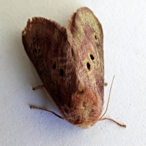 Doratifera quadriguttata and casta at Crooked Corner, NSW - 10 Jan 2023