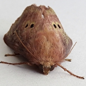 Doratifera quadriguttata and casta at Crooked Corner, NSW - 10 Jan 2023