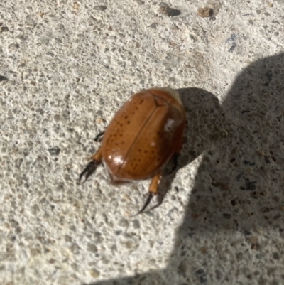 Anoplognathus porosus (Porosus Christmas beetle) at Harrison, ACT - 9 Jan 2023 by W