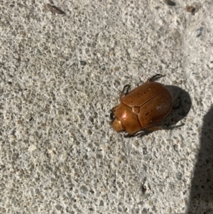 Anoplognathus porosus at Harrison, ACT - suppressed