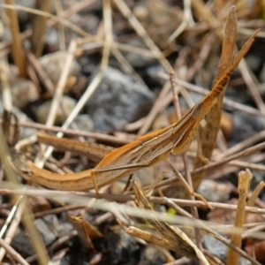 Acrida conica at Vincentia, NSW - 7 Jan 2023 03:51 PM