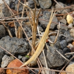 Acrida conica at Vincentia, NSW - 7 Jan 2023 03:51 PM