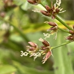 Juncus articulatus subsp. articulatus (Jointed Rush) at Murrumbateman, NSW - 7 Jan 2023 by JaneR