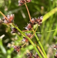 Juncus articulatus subsp. articulatus at Murrumbateman, NSW - 7 Jan 2023