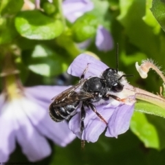 Megachile ordinaria at ANBG - 10 Jan 2023 by Roger